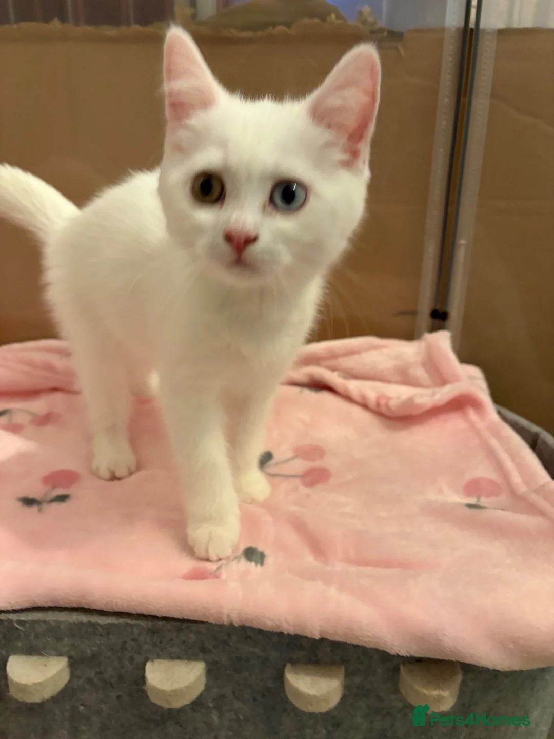 Mixed Breed cats for sale: REDUCED Gorgeous British shorthair x Scottish fold - Advert 1