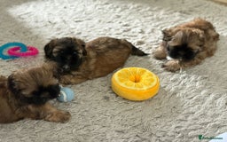 Shih Tzu dogs for sale: Shih Tzu Puppies Litter of 3 - Image 7