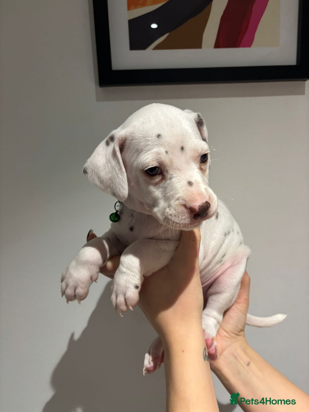 Dalmatian dogs for sale: Dalmatians for Sale (Last 2 Boys Left) - Advert 6