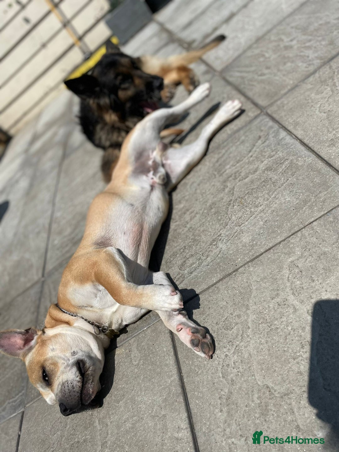 French Bulldog dogs for adoption: FOR ADOPTION - TANGO - BOGNOR REGIS  - Image 8