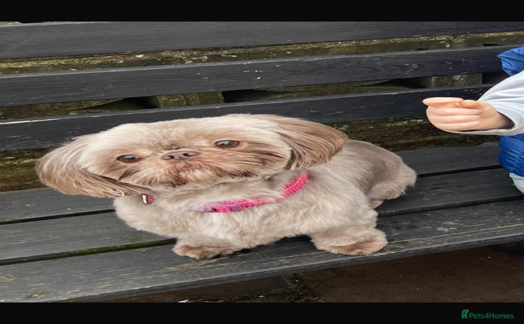 Shih Tzu dogs - Advert 1