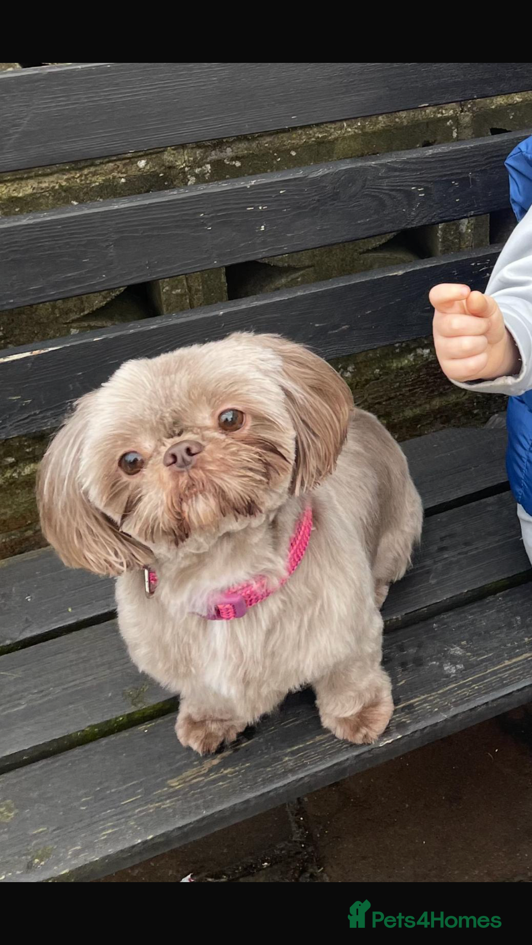 Shih Tzu dogs for sale: Imperial shih tzu puppies  - Image 1