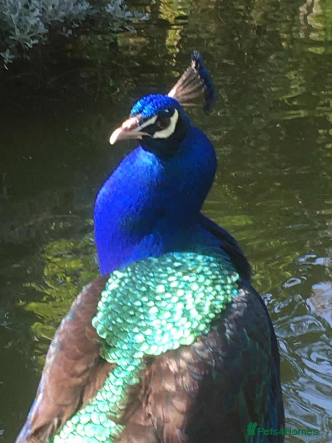 Mixed Breed birds for sale: PEACOCKS BLACK WINGED BIRDS - Image 3