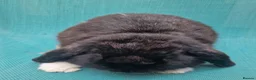 Mini Lop rabbits for sale: Male mini lop rabbits. Exceptionally well bred!  - Advert 20
