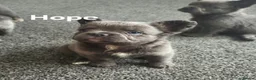 French Bulldog dogs for sale: Ready now!! Visual Fluffy French Bulldog puppies  - Advert 13