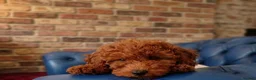 Cockapoo dogs for sale: Adorable Cockapoos Looking for Loving Homes 🐶❤️  - Advert 6