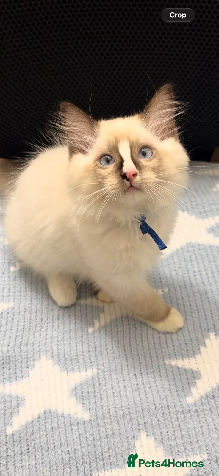 Ragdoll cats Stunning ragdoll kittens can go home now  - Advert 10