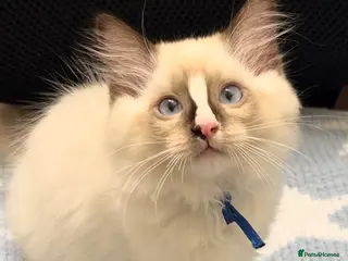 Ragdoll cats Stunning ragdoll kittens can go home now - Advert 10