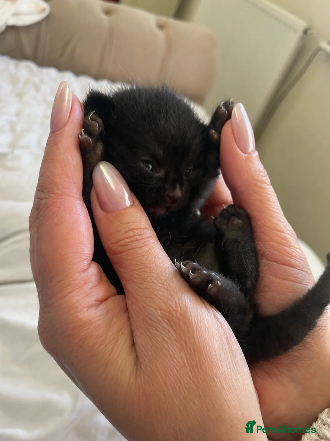 Mixed Breed cats for sale: Mixed breed domestic kittens - Advert 11
