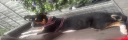 Staffordshire Bull Terrier dogs for sale: Staffie cross bitch  - Advert 1
