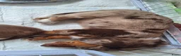 Dachshund dogs for sale: Beautiful dashchund puppies  - Advert 7
