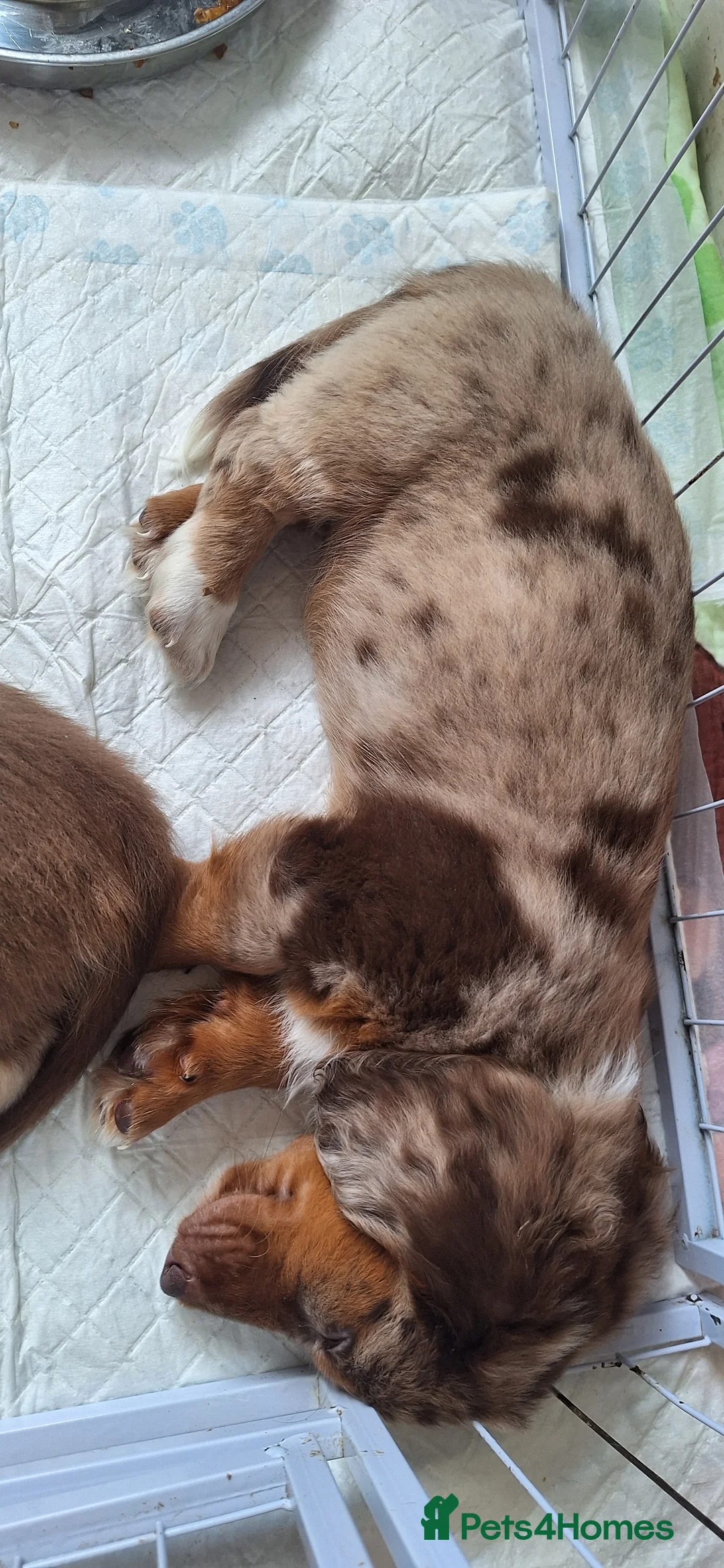 Dachshund dogs for sale: Beautiful dashchund puppies  - Advert 7