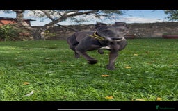 Greyhound dogs for sale: Starcash Kellie greyhound  - Image 4