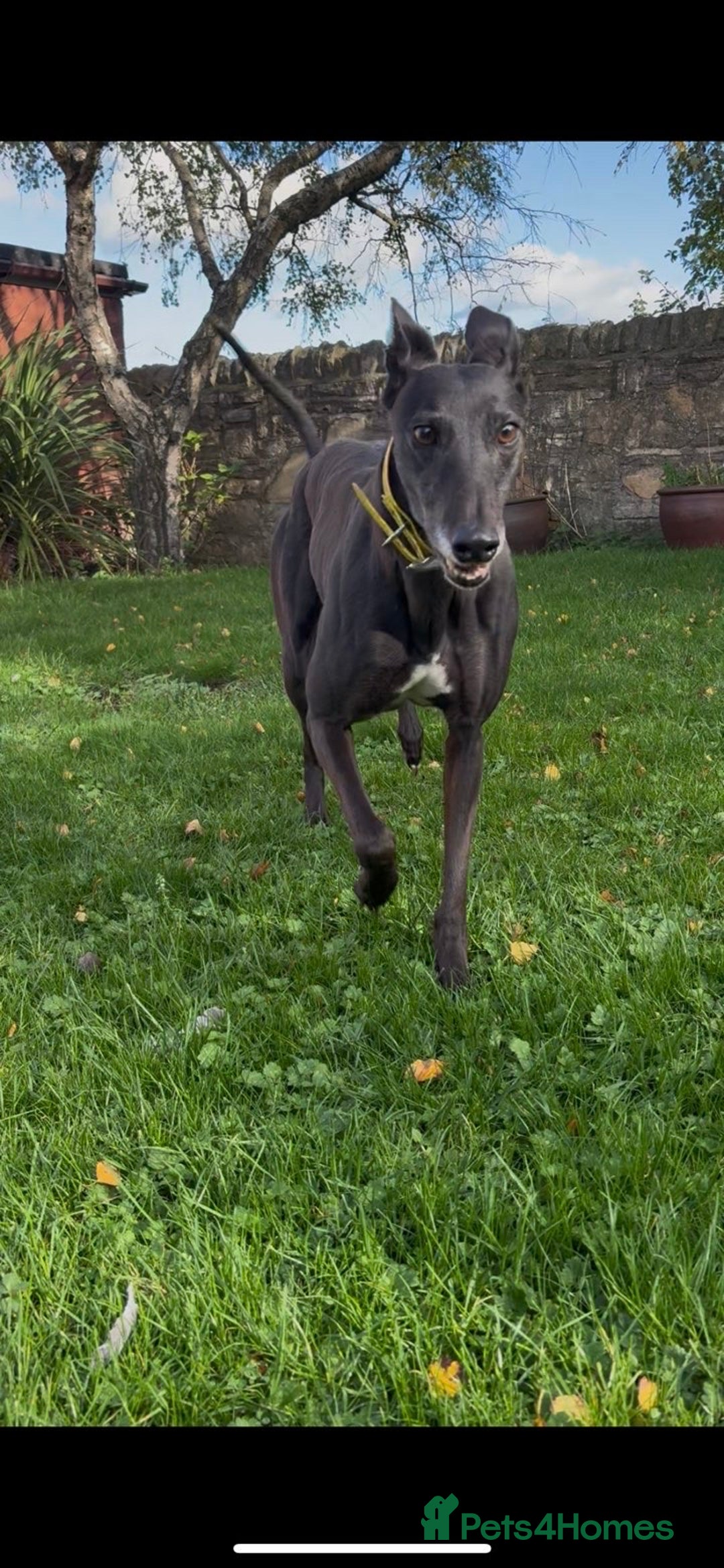 Greyhound dogs for sale: Starcash Kellie greyhound  - Image 4