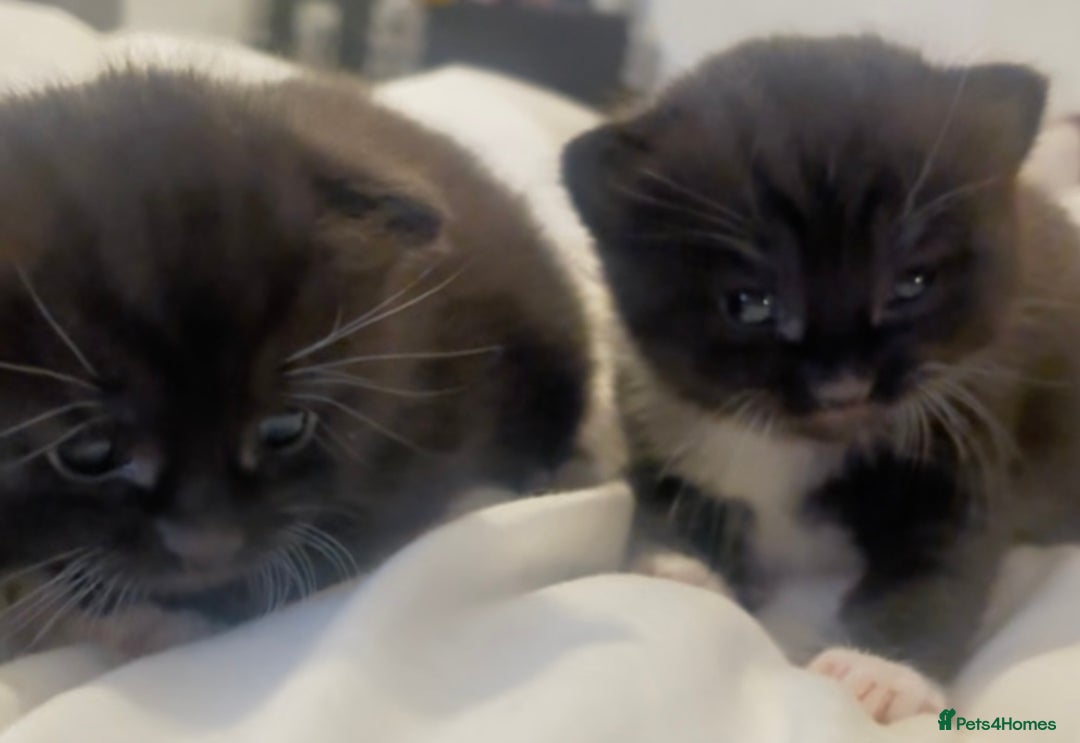 Mixed Breed cats for sale: Delightful mix-breed Siamese-black tabby-kittens - Image 38