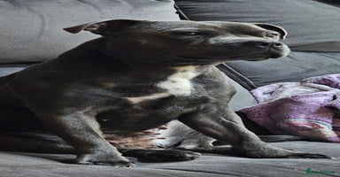 Staffordshire Bull Terrier dogs  💙Adorable Blue Staffy Puppies Available! 💙  - Advert 3