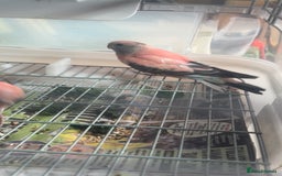 Parakeets birds for sale: 2 Rosa bourkes  - Image 5