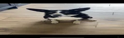 Borador dogs for sale: Border collie x Labrador puppies  - Advert 3