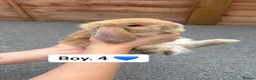 French Lop rabbits for sale: French Lops Buns  - Advert 6