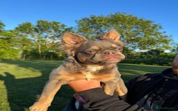French Bulldog dogs for sale: Female Fluffy french bulldog - Image 2