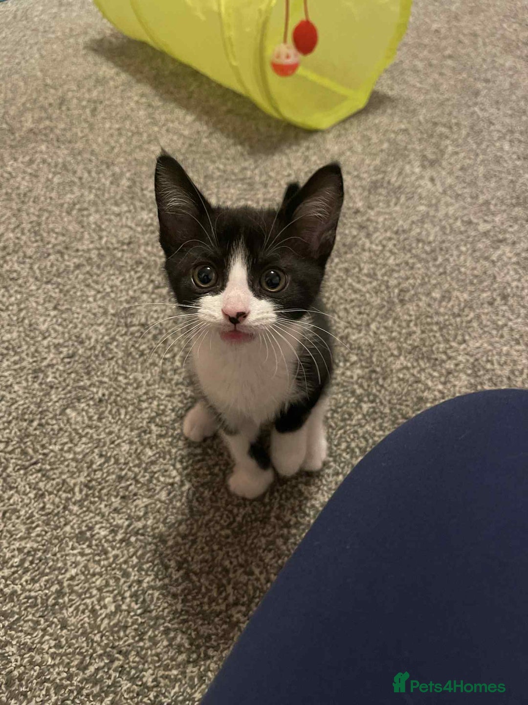 Domestic Shorthair cats for sale: 8 week old black and white kitten  - Image 5