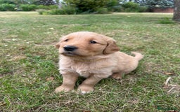Golden Retriever dogs for sale: 4 KC registered Golden Retriever puppies  - Image 17