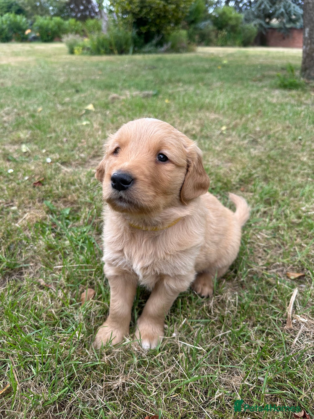 Golden Retriever dogs for sale: 4 KC registered Golden Retriever puppies  - Image 17