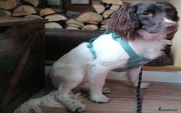 English Springer Spaniel dogs for adoption: 💙🐶 ARLO 🐶💙 - Image 4