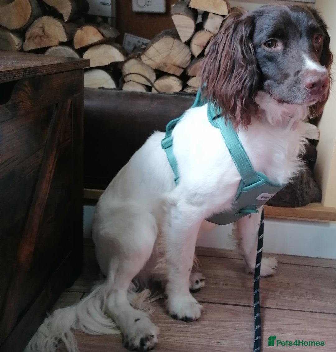 English Springer Spaniel dogs for adoption: 💙🐶 ARLO 🐶💙 - Image 4