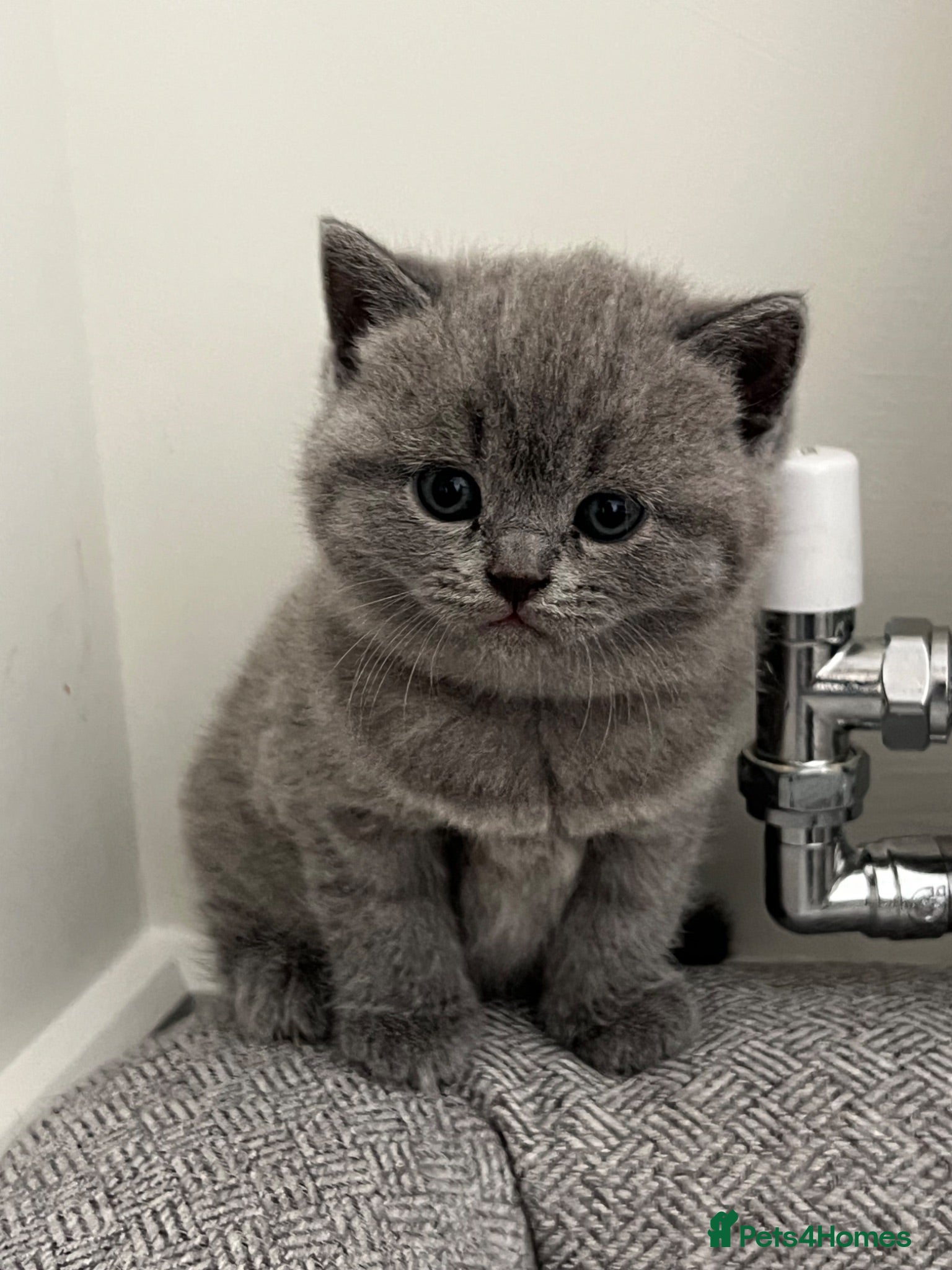 British Shorthair cats Beautiful BSH kittens  - Advert 1