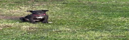 Whippet dogs for sale: Summer’s lovely puppies  - Advert 13