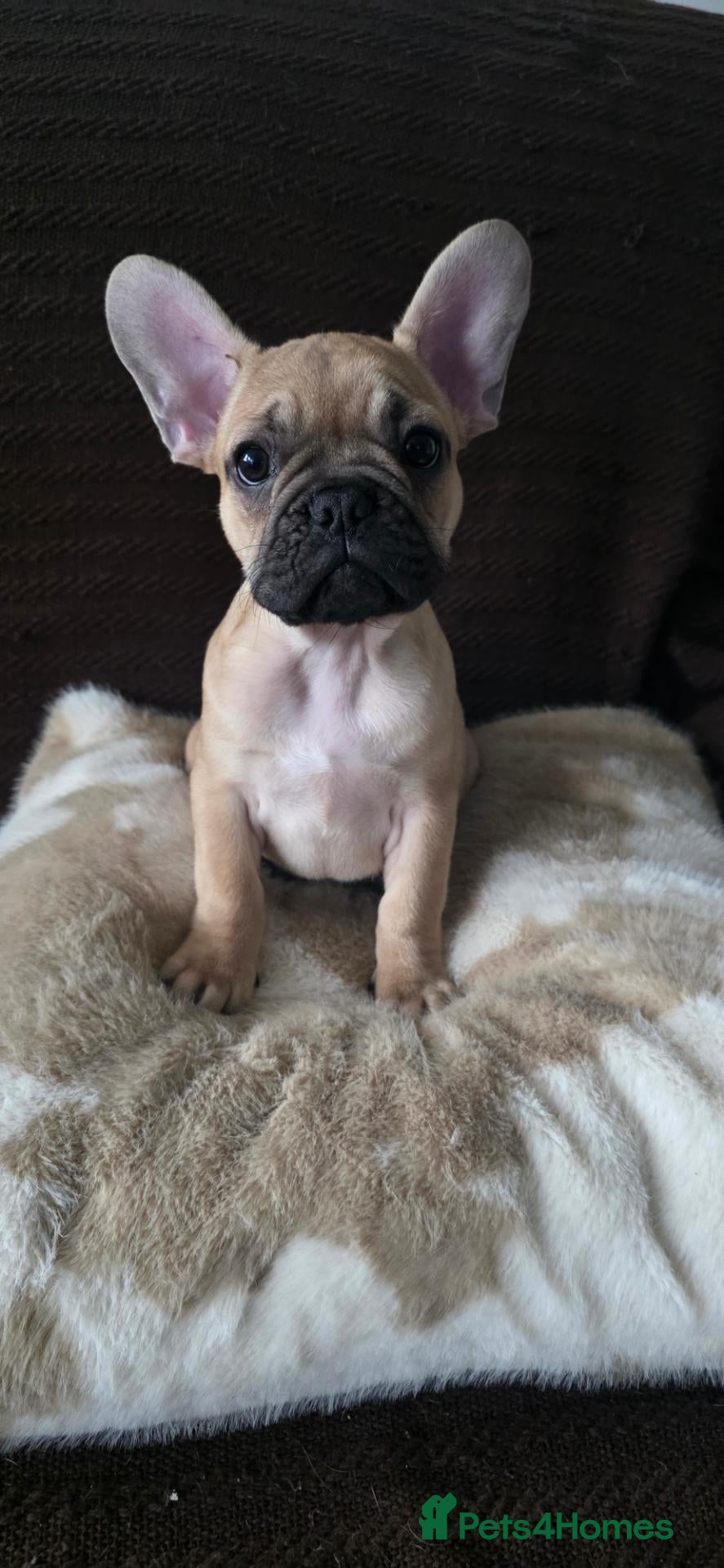 French Bulldog dogs for sale: French bulldog puppies. - Advert 14