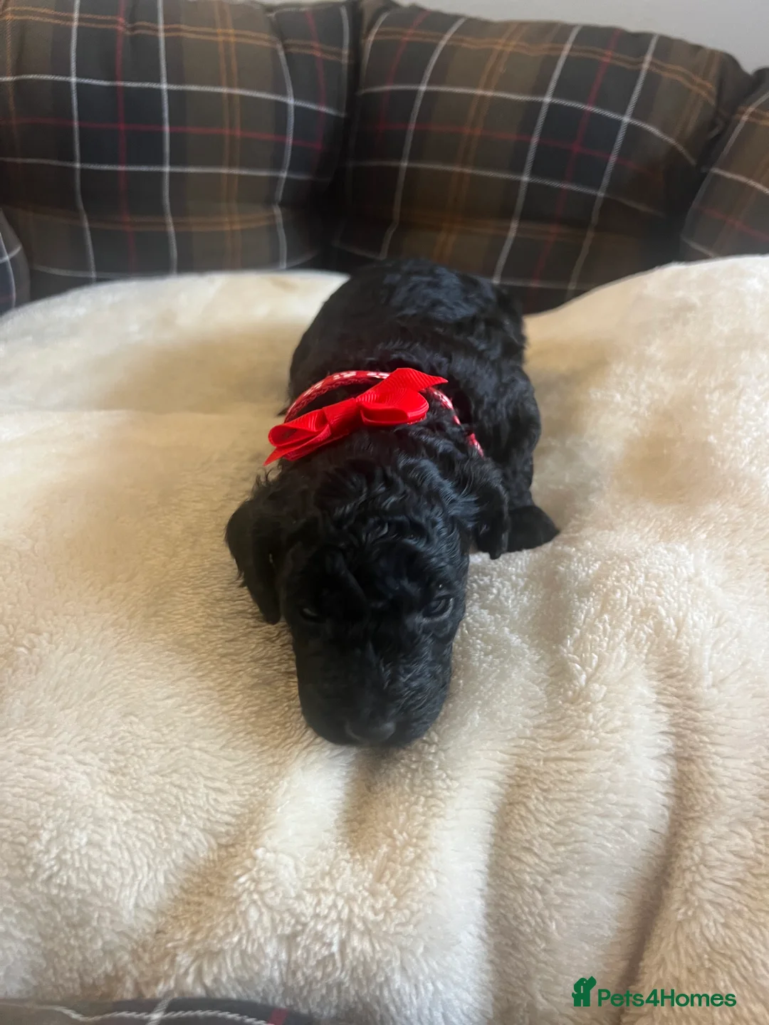 Poodle dogs for sale: 🐶🐶🐶TOY POODLES for sale🐶🐶🐶 - Advert 40