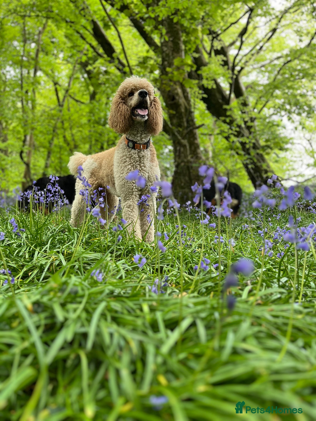 Bernedoodle dogs for sale: Tri Bernedoodle boys and girls  - Advert 16