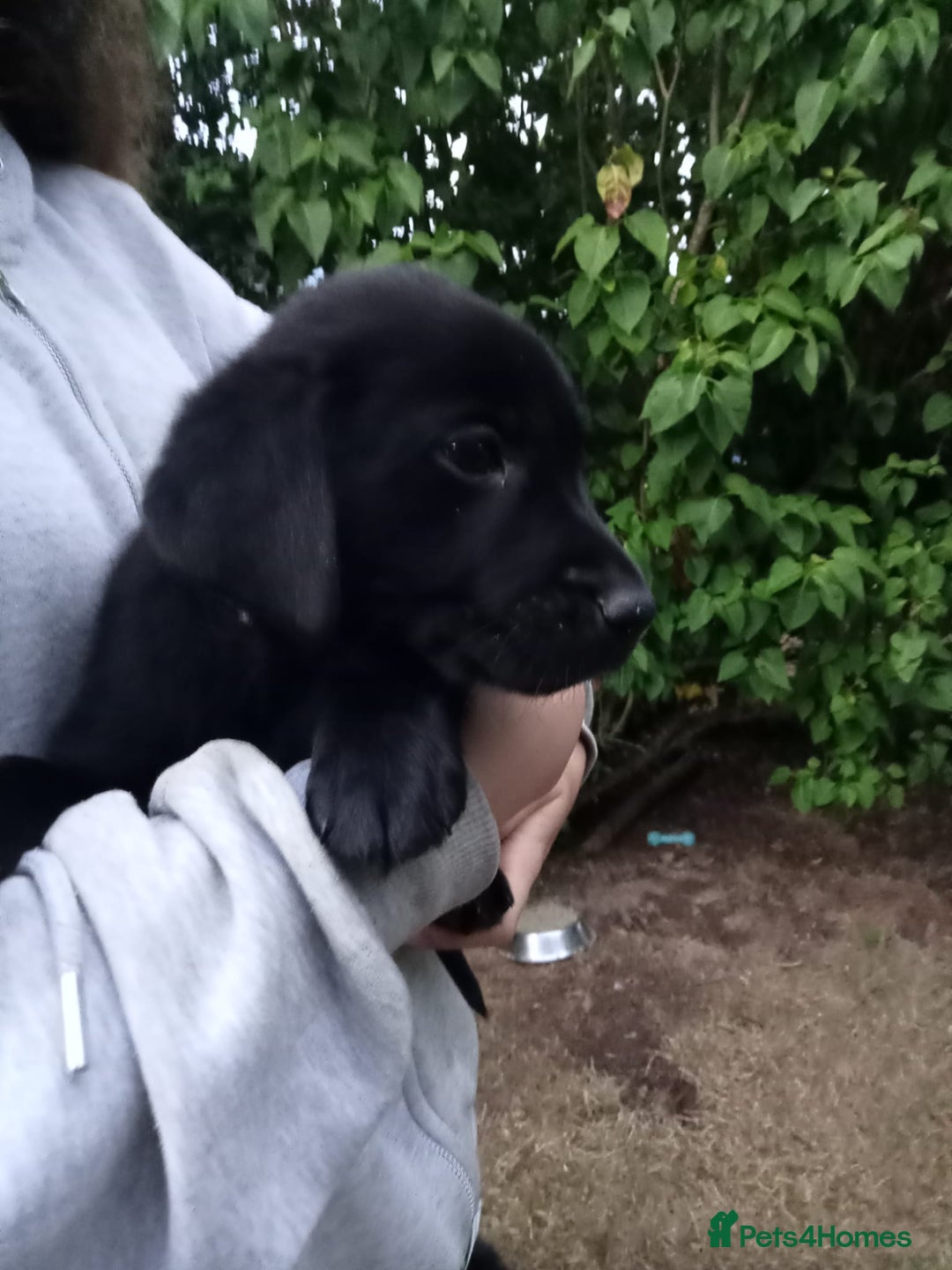 Labrador Retriever dogs for sale: KC Registered Labrador Retriever Puppies in Ross-on-Wye - Image 24