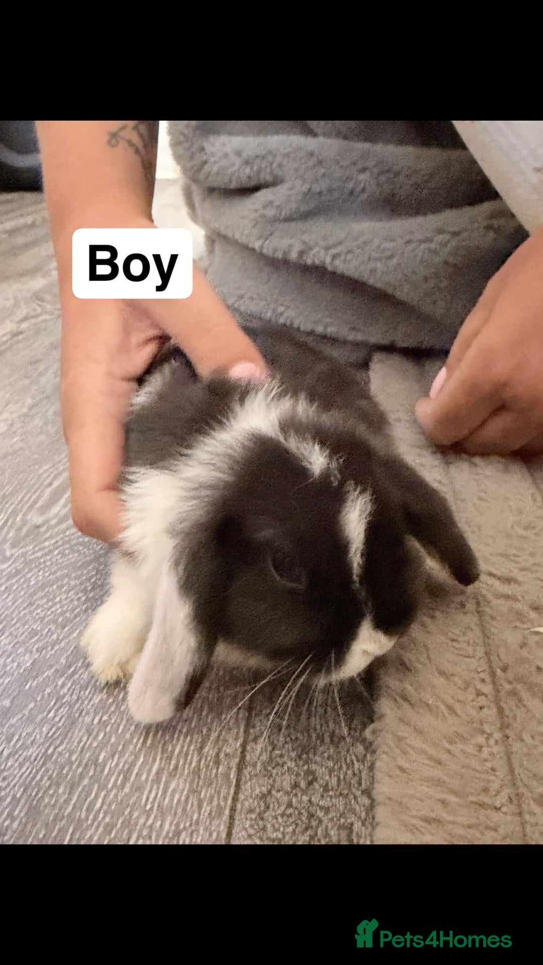 Mini Lop rabbits Pure bred mini lops - Advert 6