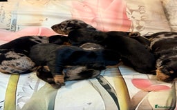 Dachshund dogs for sale: Pedigree Dachshund puppies PRA clear health tested - Image 13