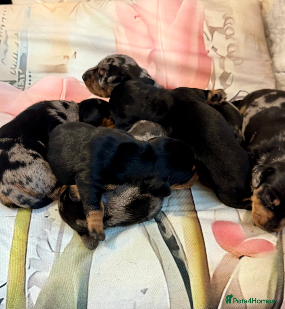 Dachshund dogs for sale: Pedigree Dachshund puppies PRA clear health tested - Image 13