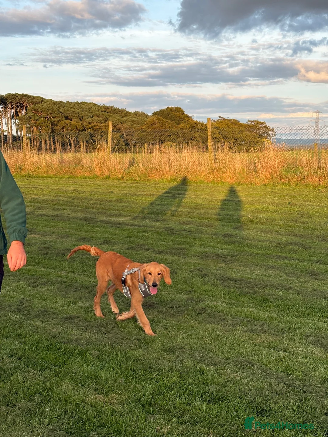 Goldendoodle dogs for sale: Beautiful 6 month old puppy  - Advert 6