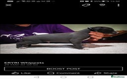 Whippet dogs for sale: Stunning quality blue whippets  - Image 4