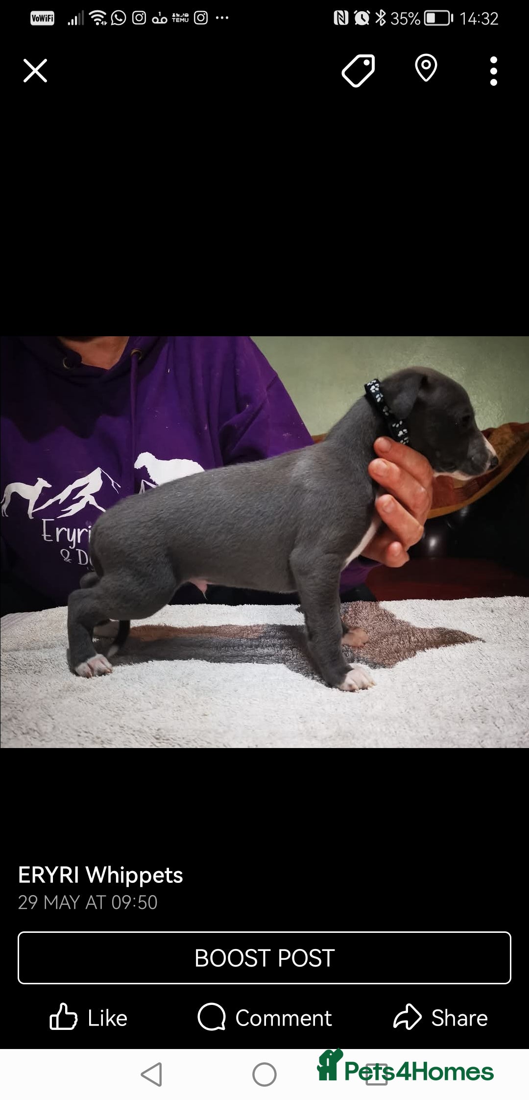 Whippet dogs for sale: Stunning quality blue whippets  - Image 4