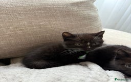 Mixed Breed cats for sale: Half british shorthair kitten - Image 3