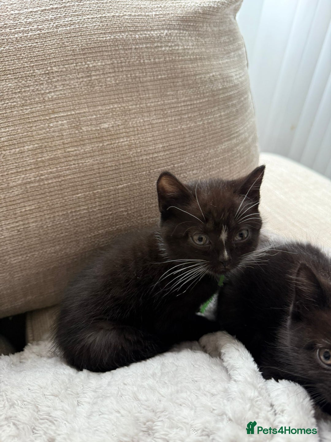 Mixed Breed cats for sale: Half british shorthair kitten - Image 3