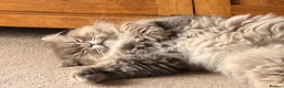 Persian cats for sale: 7 beautiful Persian x Ragdoll kittens - Advert 6