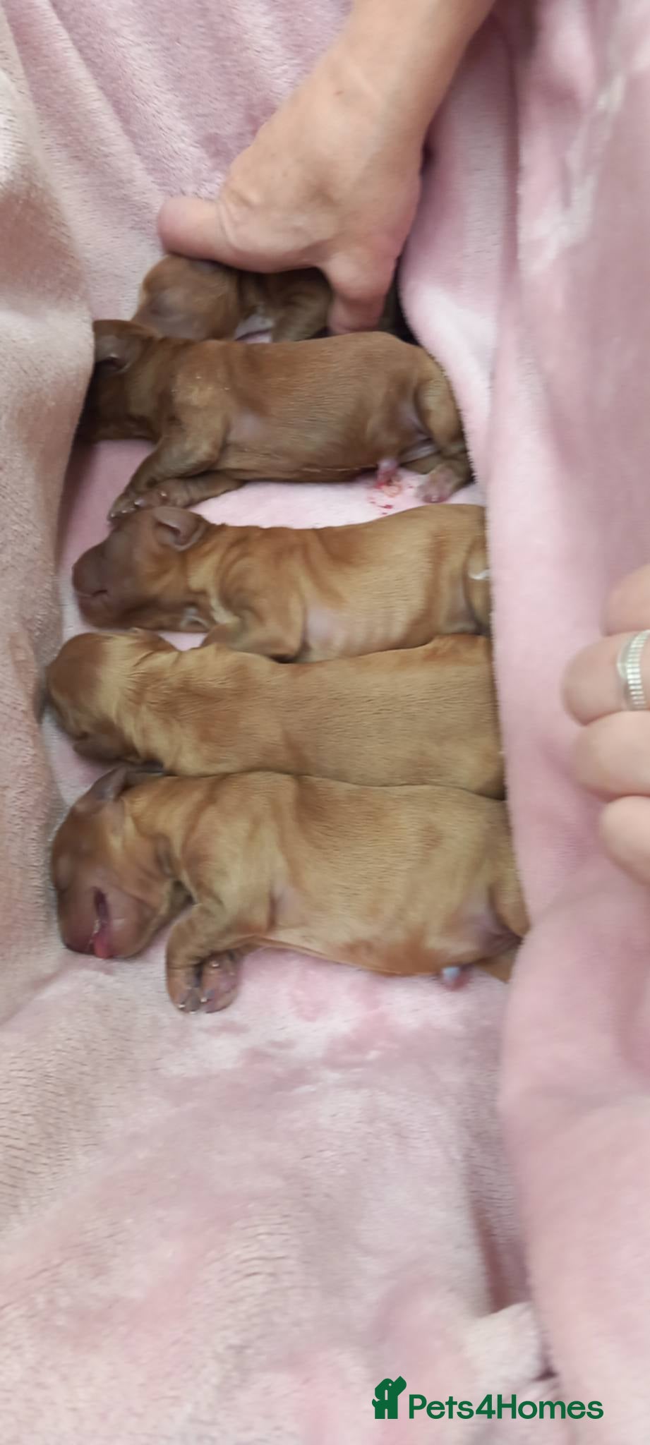 Cockapoo dogs for sale: Gorgeous, cockapoo puppies 5🌟 registered breeders - Advert 2
