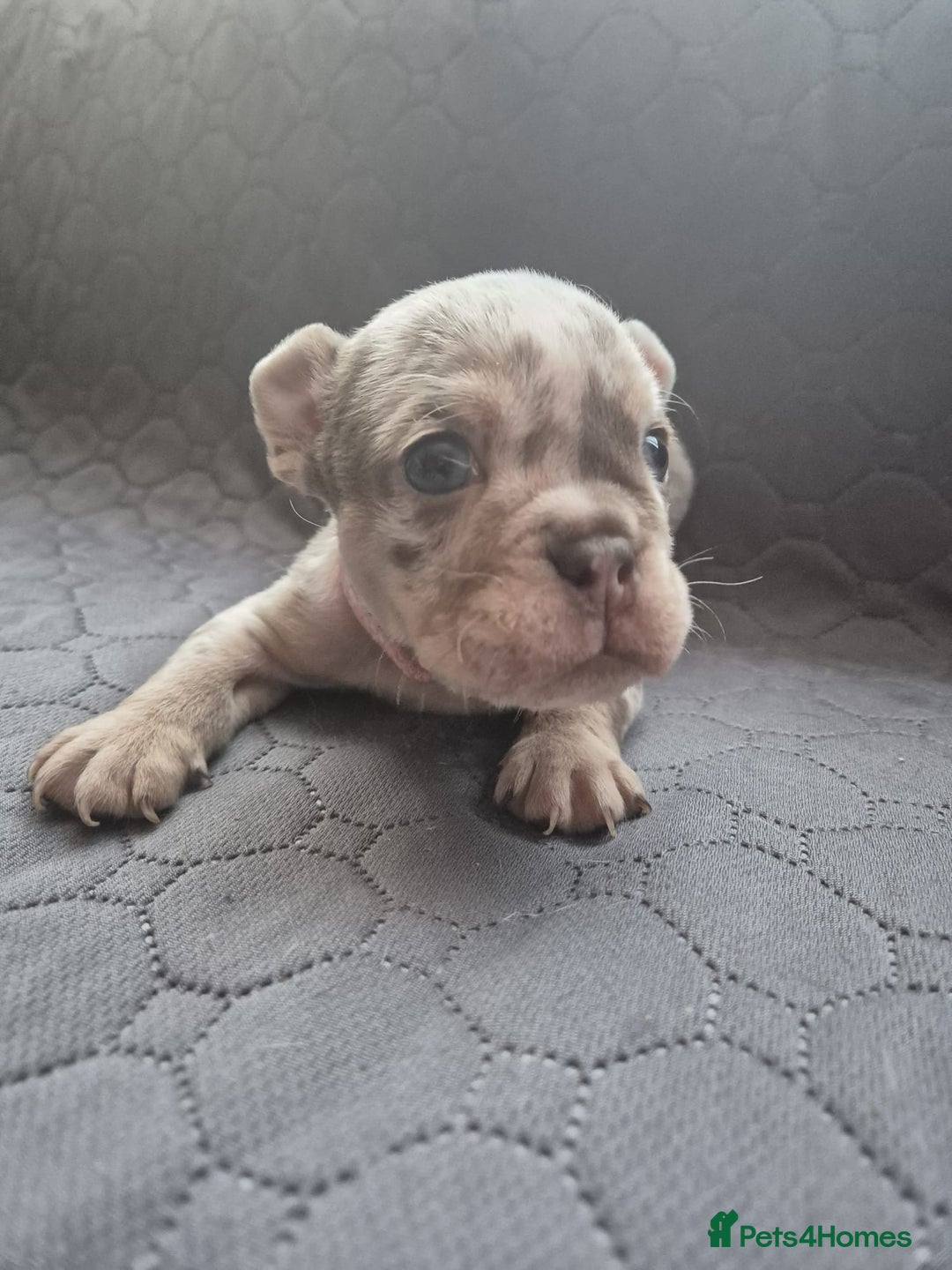 English Bulldog dogs for sale: Beautiful English Bull Dogs KC reg - Image 18
