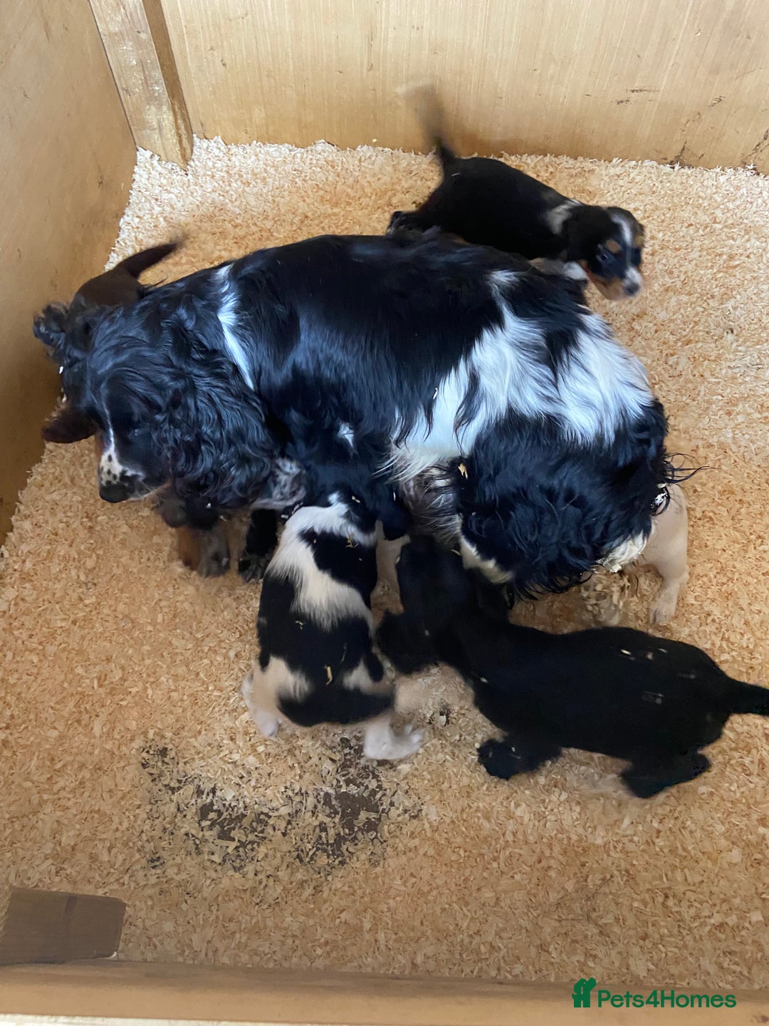 Cocker Spaniel dogs for sale: Cocker spaniel puppies  - Image 2