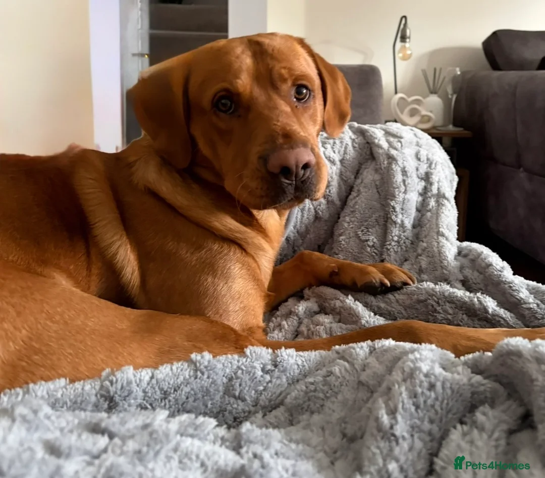 Labrador Retriever dogs for stud: KC registered and fully health checked  - Advert 8