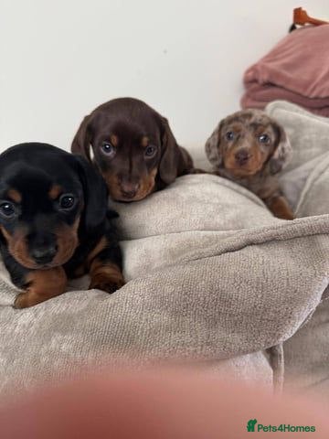 Miniature Dachshund dogs miniature dachshund pups for sale - Advert 1