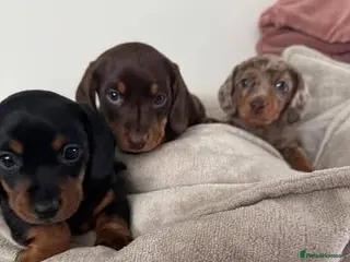 Miniature Dachshund dogs miniature dachshund pups for sale - Advert 1